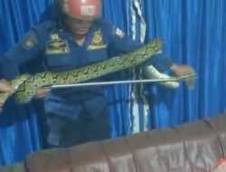 Ular Piton 3 Meter Masuk Rumah Warga, Tim Animal Rescue Makassar Terjun Mengamankan
