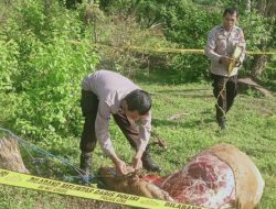 Sapi Milik Guru SD di Bone Dicuri, Pelaku Potong-Kuliti di Kebun Warga